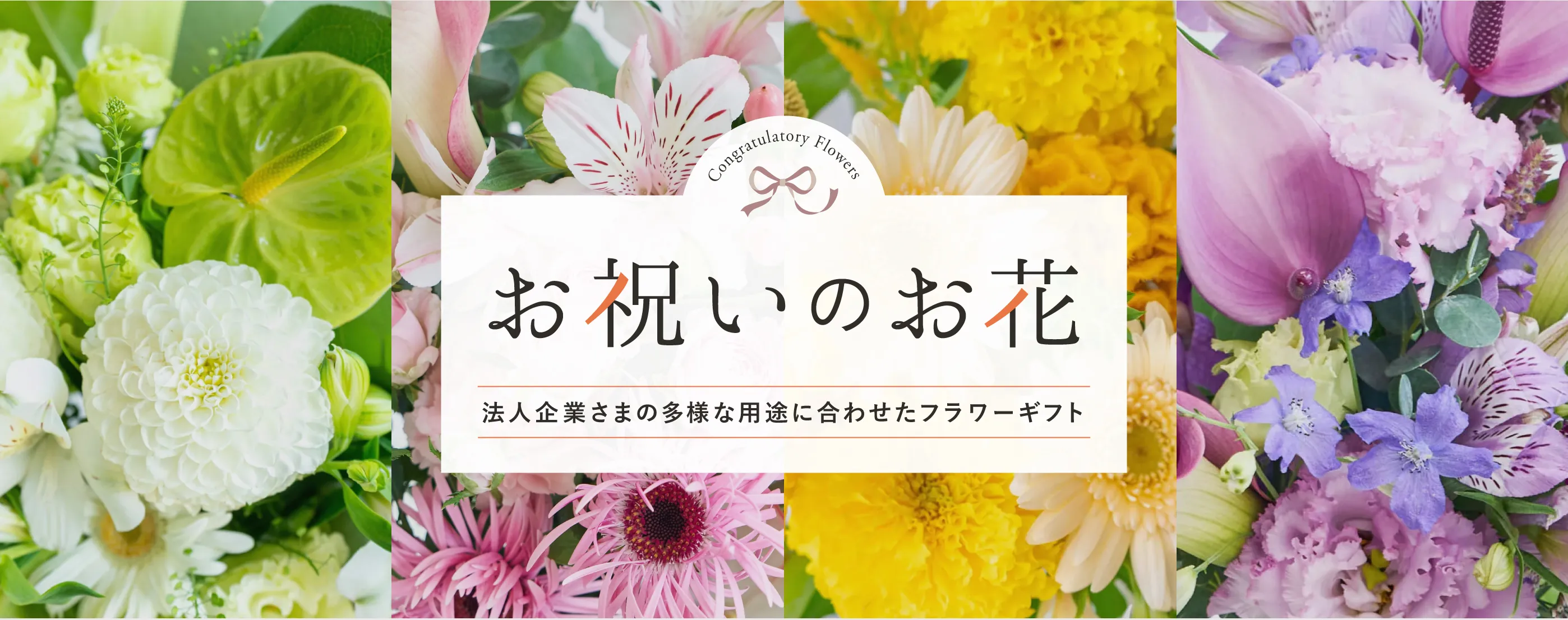 本格胡蝶蘭・ミディ胡蝶蘭・ミニ胡蝶蘭