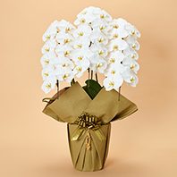 本格胡蝶蘭3本立 特選(白)