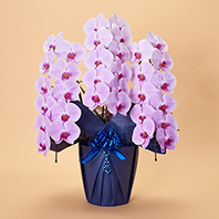 本格胡蝶蘭3本立 特選(ピンク)